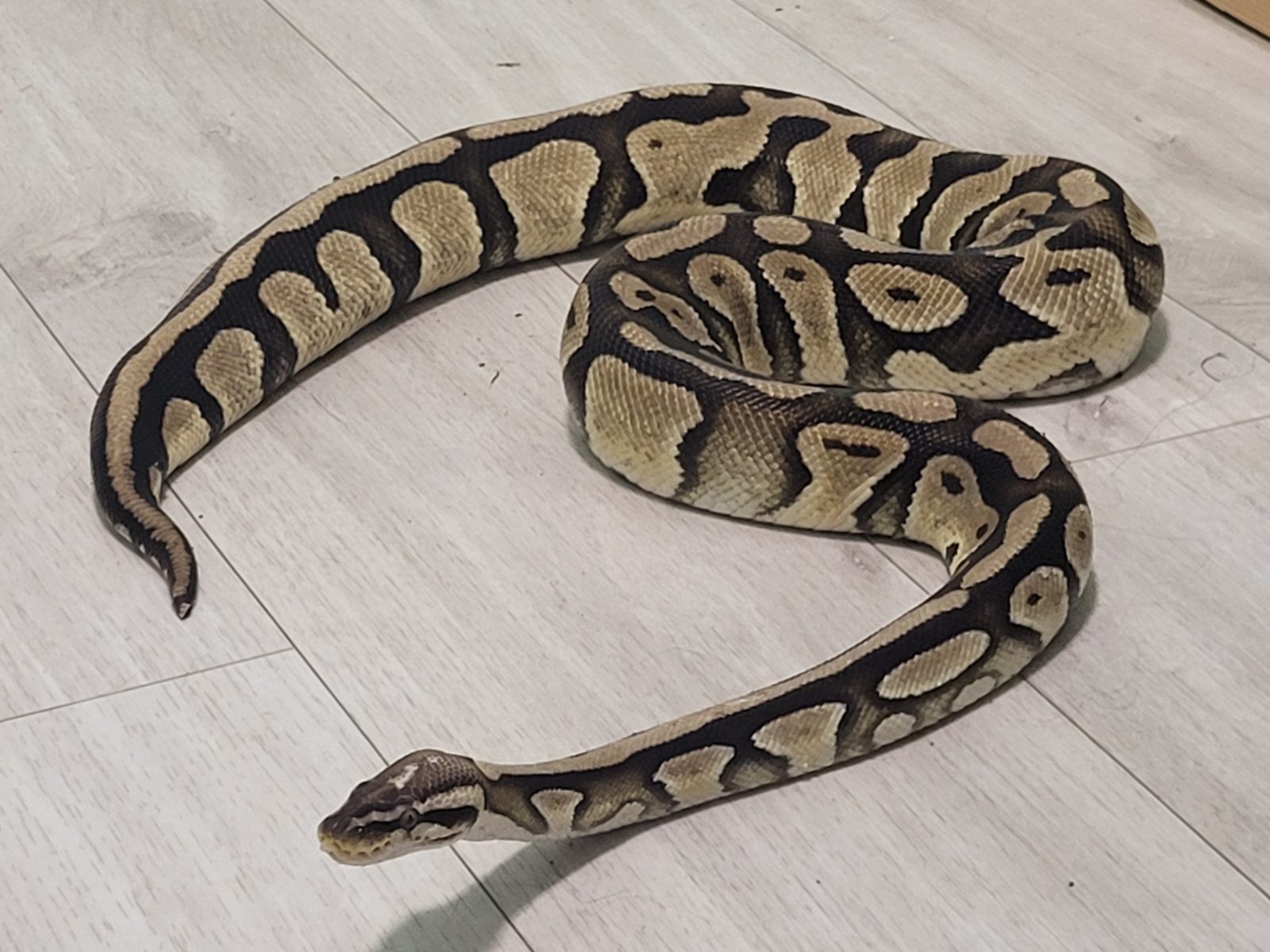 Female
