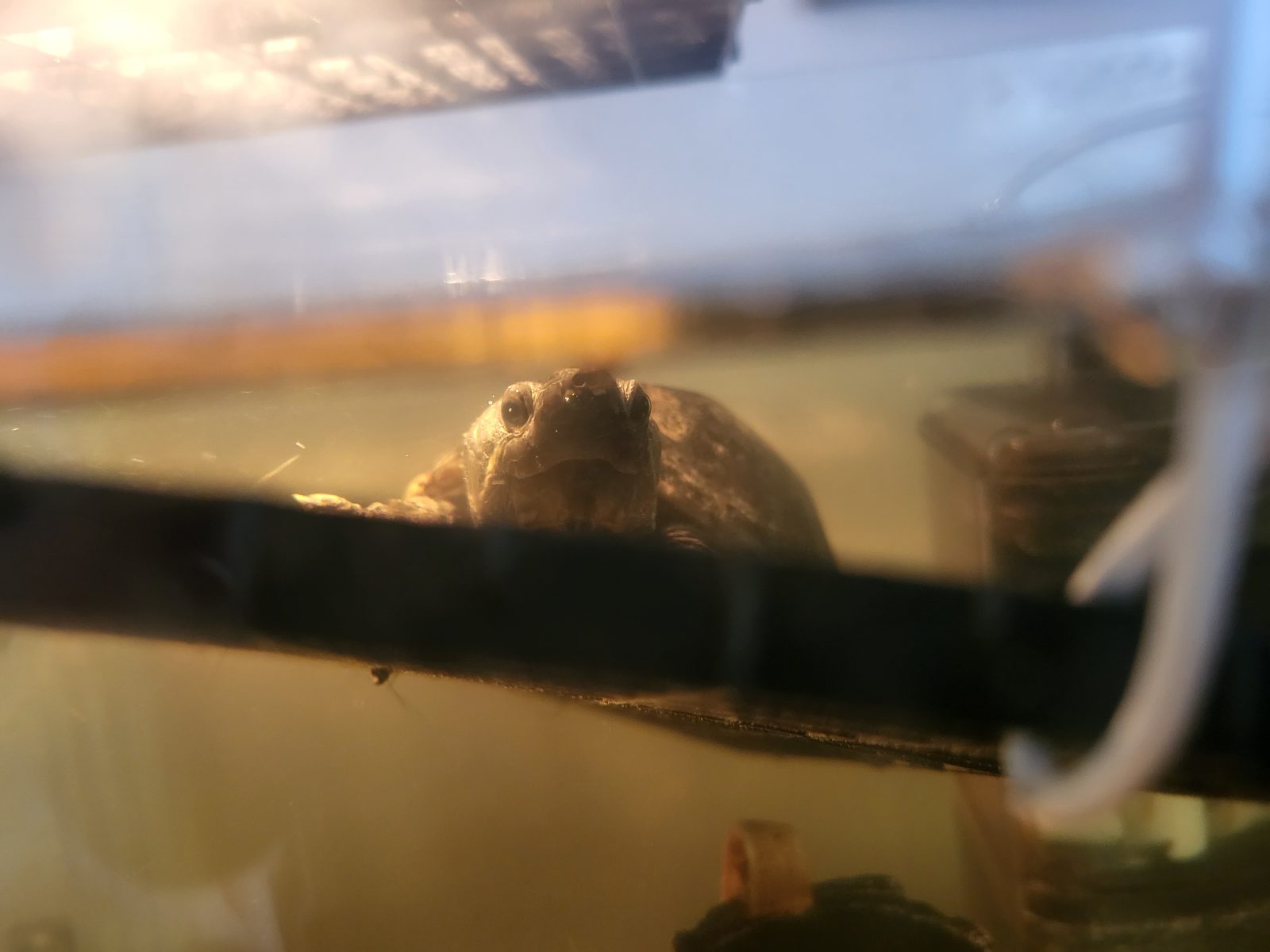 Tiny Tim