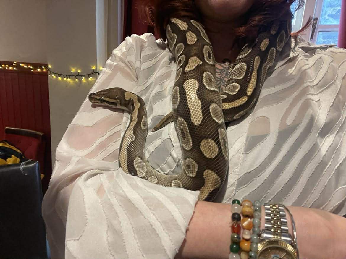 Meet our resident reptiles and rodents
